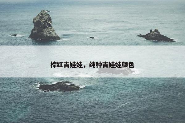 棕红吉娃娃，纯种吉娃娃颜色