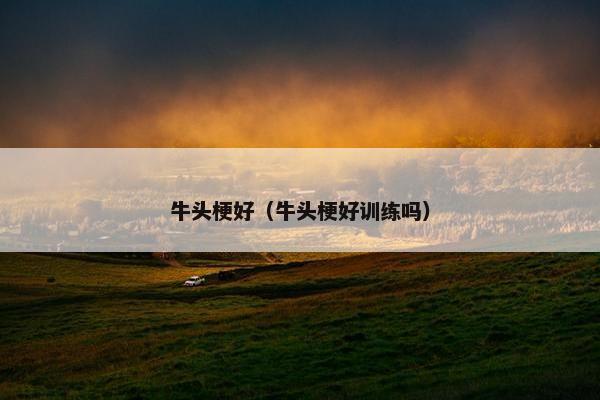 牛头梗好（牛头梗好训练吗）