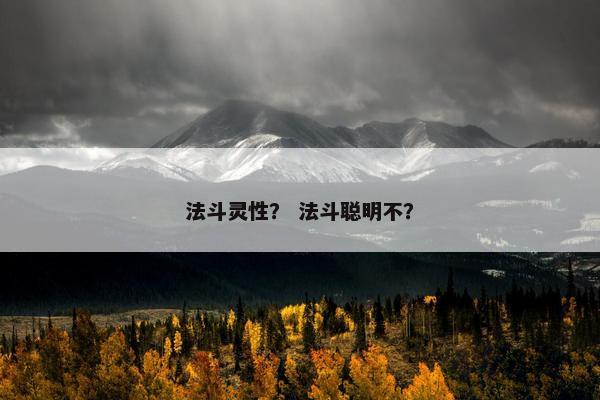 法斗灵性？ 法斗聪明不？