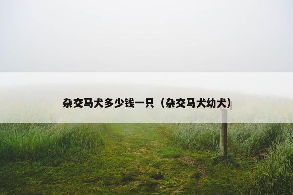 杂交马犬多少钱一只（杂交马犬幼犬）