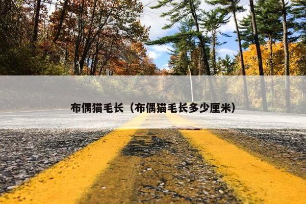 布偶猫毛长（布偶猫毛长多少厘米）