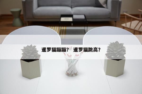 暹罗猫蹦蹦？ 暹罗猫跳高？