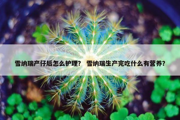 雪纳瑞产仔后怎么护理？ 雪纳瑞生产完吃什么有营养？