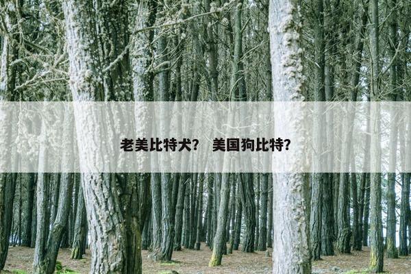 老美比特犬？ 美国狗比特？