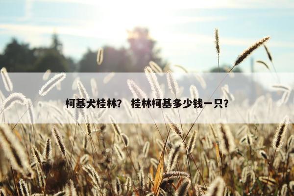 柯基犬桂林？ 桂林柯基多少钱一只？