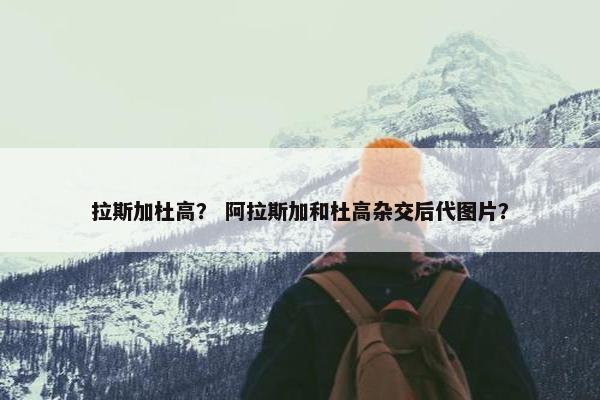 拉斯加杜高？ 阿拉斯加和杜高杂交后代图片？
