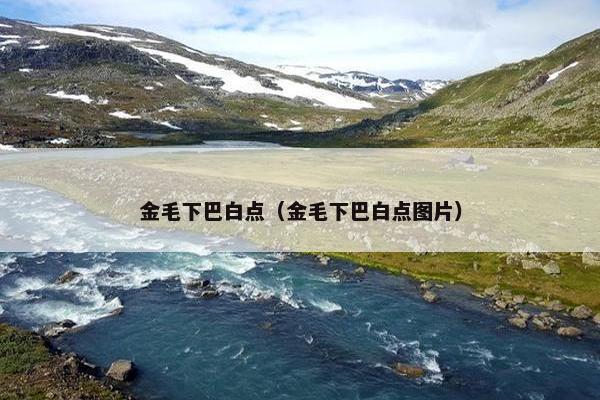 金毛下巴白点（金毛下巴白点图片）