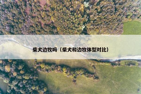 柴犬边牧吗（柴犬和边牧体型对比）