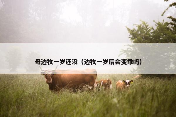 母边牧一岁还没（边牧一岁后会变乖吗）