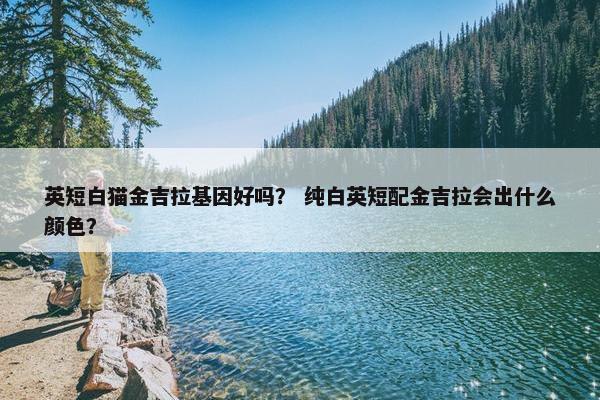 英短白猫金吉拉基因好吗？ 纯白英短配金吉拉会出什么颜色？