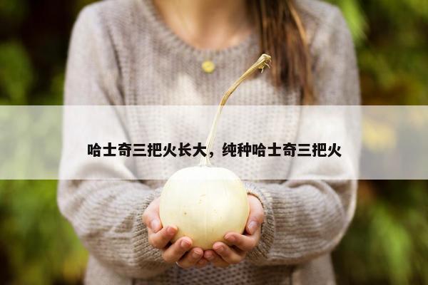 哈士奇三把火长大，纯种哈士奇三把火