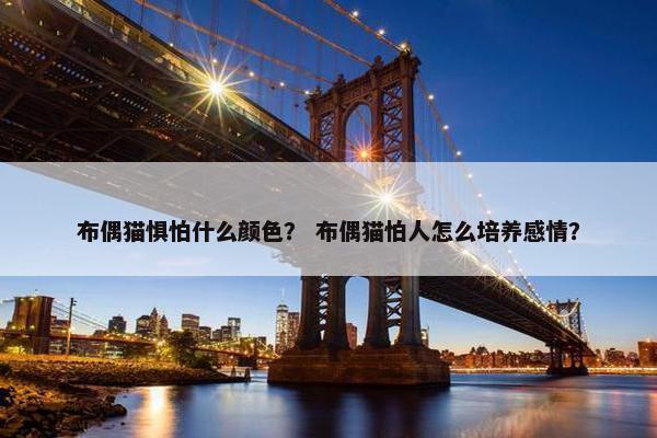 布偶猫惧怕什么颜色？ 布偶猫怕人怎么培养感情？