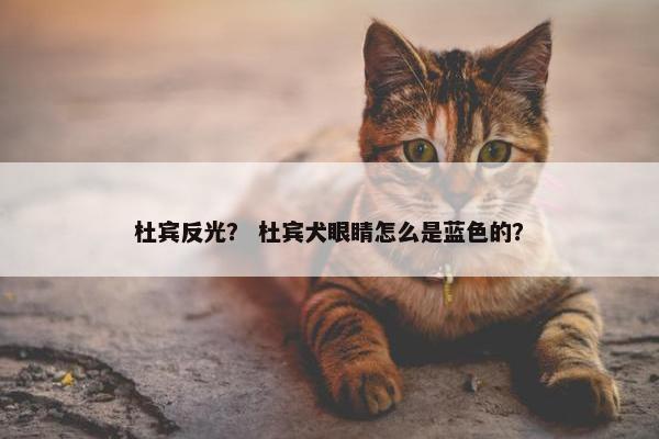 杜宾反光？ 杜宾犬眼睛怎么是蓝色的？