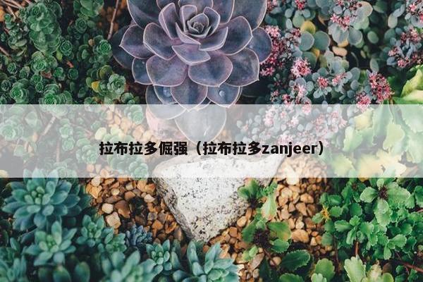 拉布拉多倔强（拉布拉多zanjeer）
