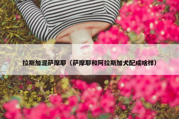 拉斯加混萨摩耶（萨摩耶和阿拉斯加犬配成啥样）