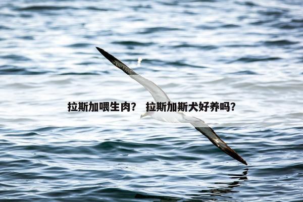 拉斯加喂生肉？ 拉斯加斯犬好养吗？