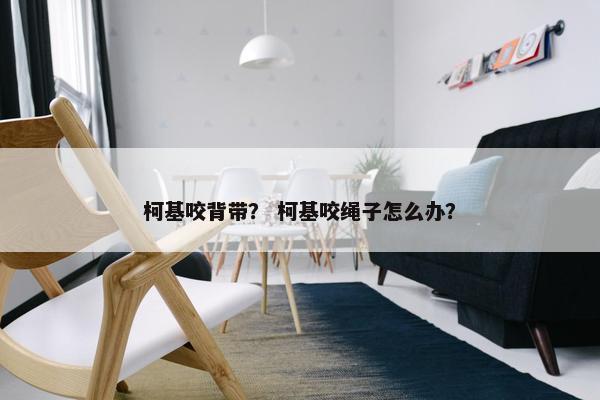 柯基咬背带？ 柯基咬绳子怎么办？