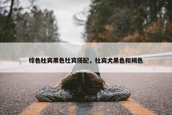 棕色杜宾黑色杜宾搭配，杜宾犬黑色和褐色