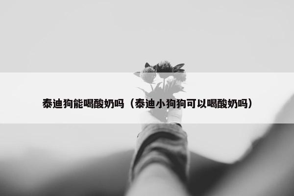 泰迪狗能喝酸奶吗（泰迪小狗狗可以喝酸奶吗）