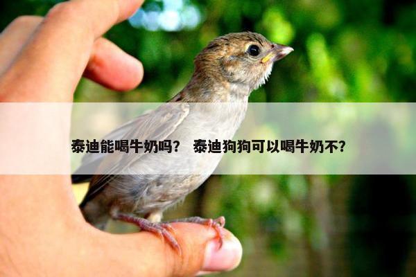 泰迪能喝牛奶吗？ 泰迪狗狗可以喝牛奶不？