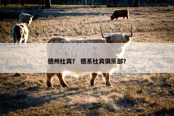德州杜宾？ 德系杜宾俱乐部？