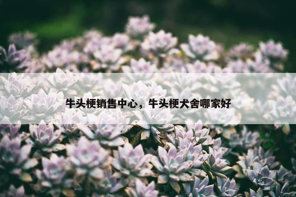 牛头梗销售中心，牛头梗犬舍哪家好