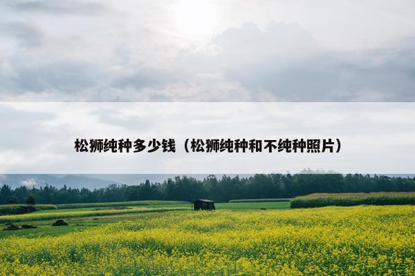 松狮纯种多少钱（松狮纯种和不纯种照片）