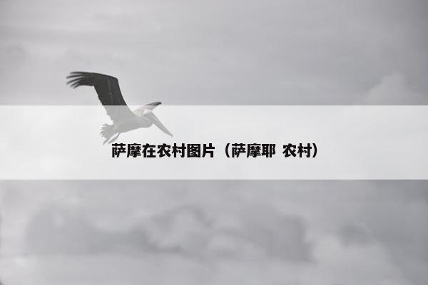 萨摩在农村图片（萨摩耶 农村）