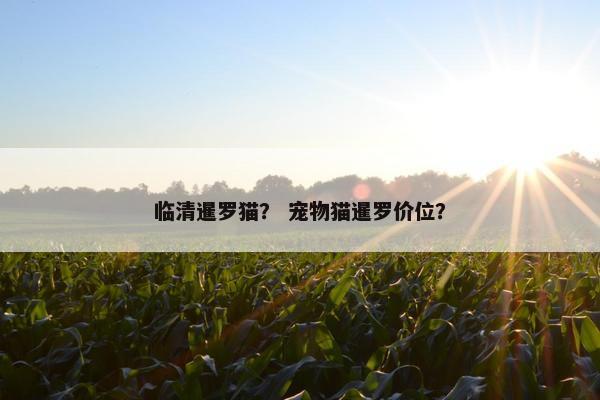 临清暹罗猫？ 宠物猫暹罗价位？