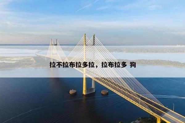 拉不拉布拉多拉，拉布拉多 狗