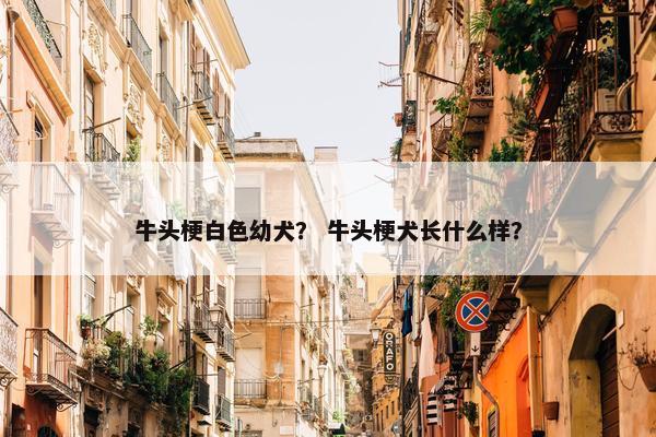 牛头梗白色幼犬？ 牛头梗犬长什么样？
