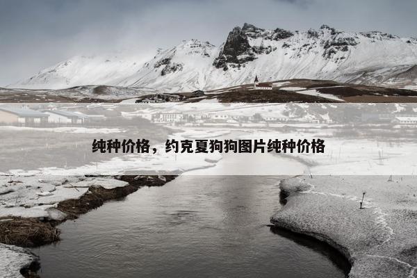 纯种价格，约克夏狗狗图片纯种价格