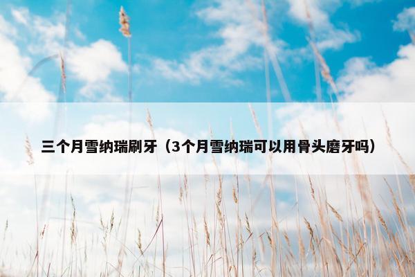 三个月雪纳瑞刷牙（3个月雪纳瑞可以用骨头磨牙吗）