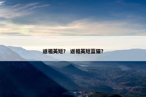 返祖英短？ 返祖英短蓝猫？