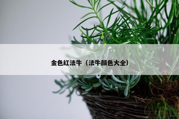 金色红法牛（法牛颜色大全）