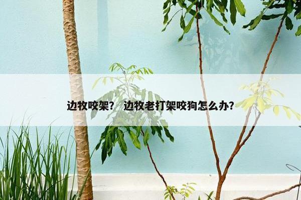 边牧咬架？ 边牧老打架咬狗怎么办？