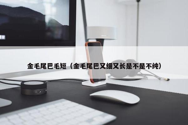 金毛尾巴毛短（金毛尾巴又细又长是不是不纯）