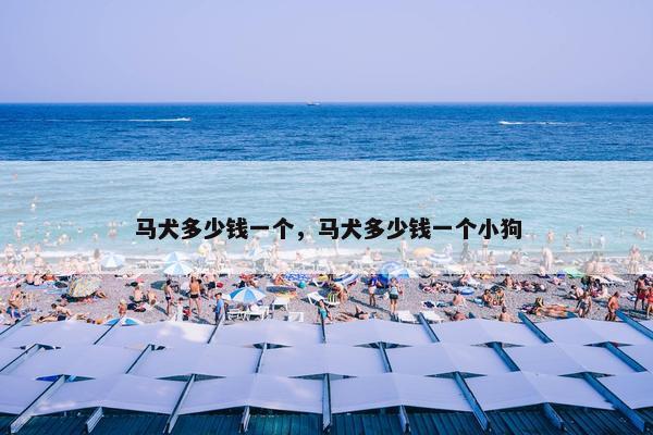 马犬多少钱一个，马犬多少钱一个小狗