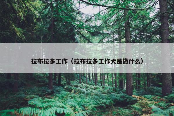拉布拉多工作（拉布拉多工作犬是做什么）