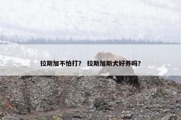 拉斯加不怕打？ 拉斯加斯犬好养吗？