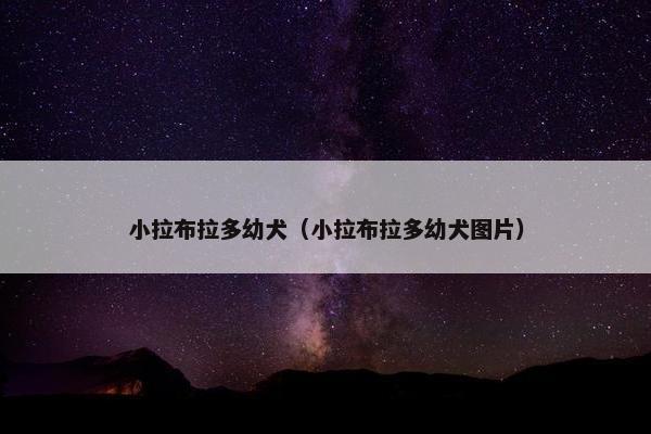 小拉布拉多幼犬（小拉布拉多幼犬图片）