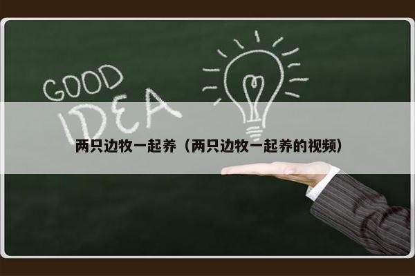 两只边牧一起养（两只边牧一起养的视频）