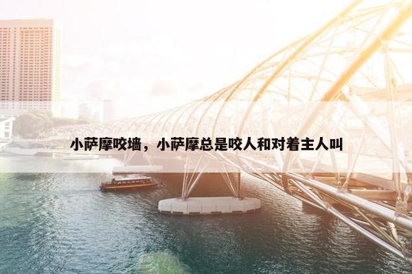 小萨摩咬墙，小萨摩总是咬人和对着主人叫