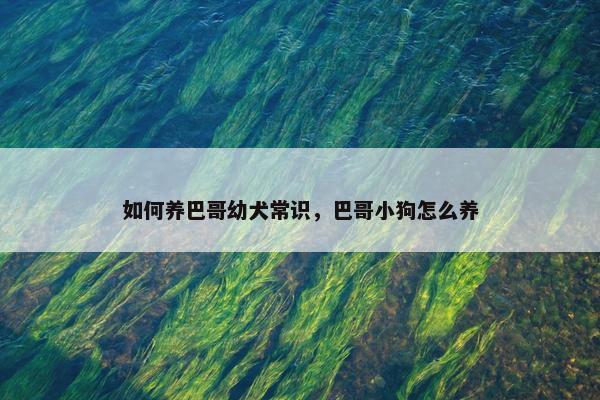 如何养巴哥幼犬常识，巴哥小狗怎么养