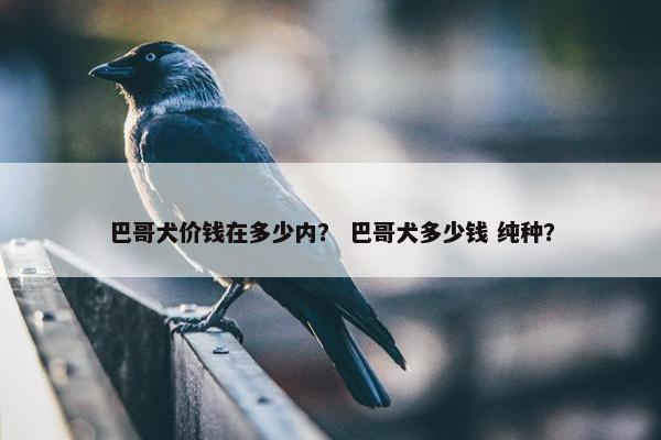 巴哥犬价钱在多少内？ 巴哥犬多少钱 纯种？