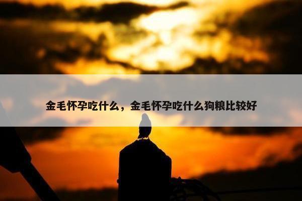 金毛怀孕吃什么，金毛怀孕吃什么狗粮比较好
