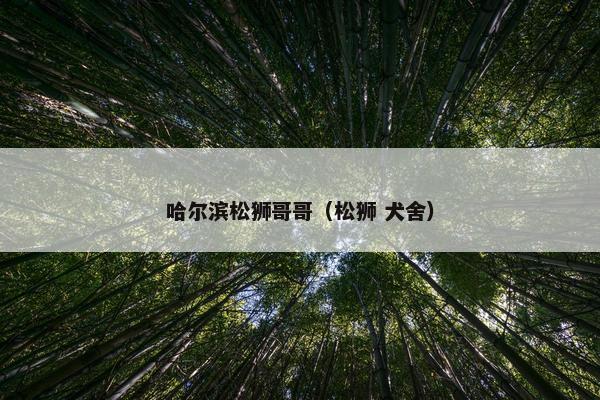 哈尔滨松狮哥哥（松狮 犬舍）