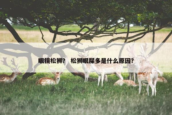眼镜松狮？ 松狮眼屎多是什么原因？