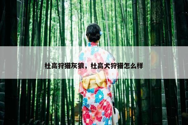 杜高狩猎灰狼，杜高犬狩猎怎么样