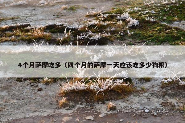 4个月萨摩吃多（四个月的萨摩一天应该吃多少狗粮）